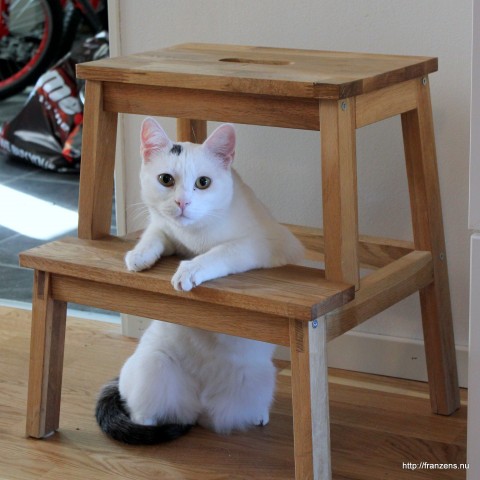 Vad får det lov att vara? Kattkiosken har öppet...